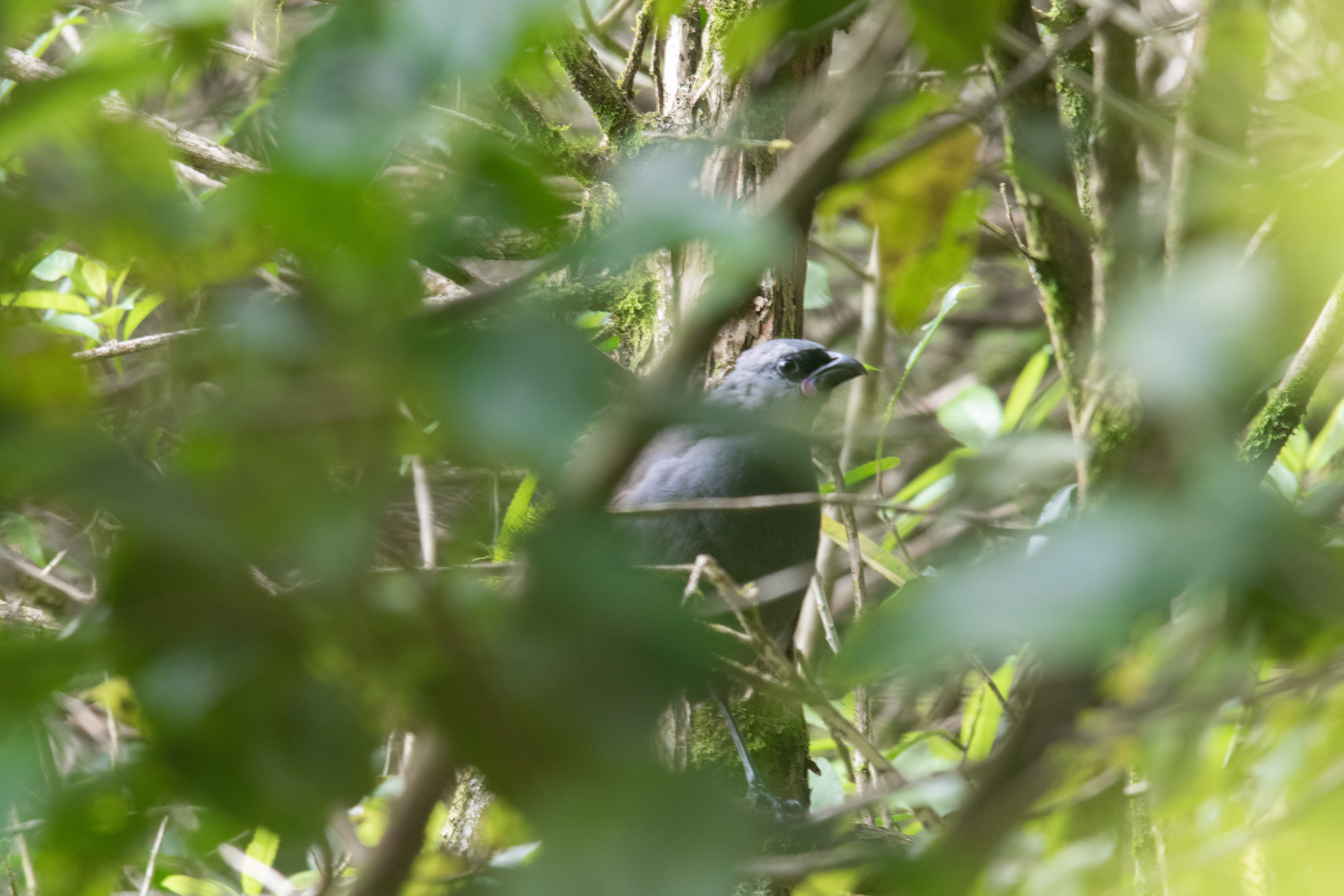 kokako juv