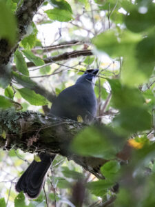 kokako roger