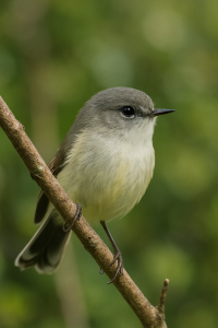 20250601_2049_Grey Warbler Perched_simple_compose_01jwnawn2gfd78dqh3qdk4bb08 20250601_2049_Grey Warbler Perched_simple_compose_01jwnawn2gfd78dqh3qdk4bb08