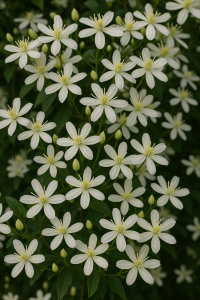20250604_1408_Clematis Blossoms_simple_compose_01jwwb1gzhf1dsn706kegq609z 20250604_1408_Clematis Blossoms_simple_compose_01jwwb1gzhf1dsn706kegq609z