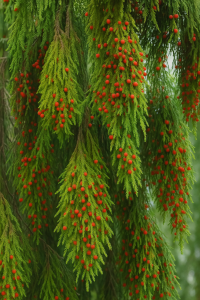 20250604_1437_Evergreen Branches with Berries_remix_01jwwcpcbsekrva144b4st4dnz 20250604_1437_Evergreen Branches with Berries_remix_01jwwcpcbsekrva144b4st4dnz