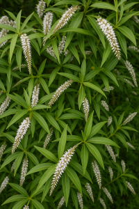 20250604_1445_White Flowering Shrubs_remix_01jwwd5hfzfset9dzjkzq7ezzx 20250604_1445_White Flowering Shrubs_remix_01jwwd5hfzfset9dzjkzq7ezzx