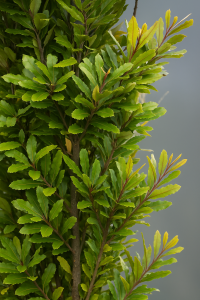 20250604_1502_Vibrant Green Foliage_remix_01jwwe5fs0fvfstr16rwfbesdg 20250604_1502_Vibrant Green Foliage_remix_01jwwe5fs0fvfstr16rwfbesdg