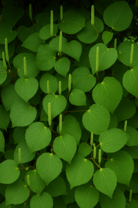 20250604_1505_Lush Green Foliage_remix_01jwwea9bte03t20e1y7tc5t34 20250604_1505_Lush Green Foliage_remix_01jwwea9bte03t20e1y7tc5t34