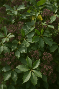 20250604_1508_Lush Green Foliage_remix_01jwwefxpwfzkvj1ce4msztctp 20250604_1508_Lush Green Foliage_remix_01jwwefxpwfzkvj1ce4msztctp