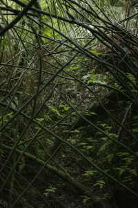 20250604_1515_Dense Jungle Thicket_remix_01jwwew0y4ekgv0dvfbqy2sn1x 20250604_1515_Dense Jungle Thicket_remix_01jwwew0y4ekgv0dvfbqy2sn1x