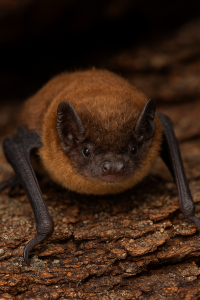 20250604_1520_Cute Bat Close-Up_remix_01jwwf5x80fyqss8xpa6ebtf2r 20250604_1520_Cute Bat Close-Up_remix_01jwwf5x80fyqss8xpa6ebtf2r