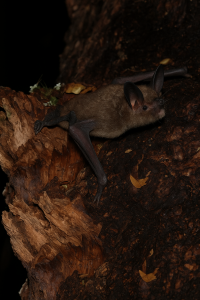 20250604_1522_Bat on Tree_remix_01jwwf9yfnfbxr46n0052efct8 20250604_1522_Bat on Tree_remix_01jwwf9yfnfbxr46n0052efct8