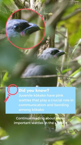 Did you know Juvenile kōkako have pink wattles Did you know Juvenile kōkako have pink wattles